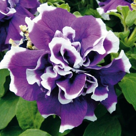 Violet White flower seeds
