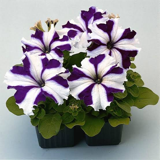 Violet White flower seeds