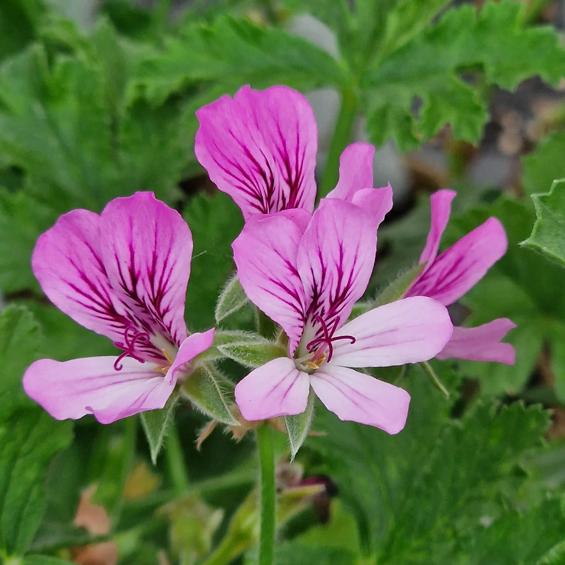 Violet Geranium flower seeds