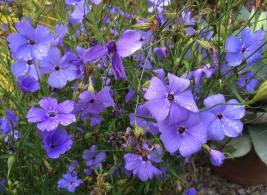 Blue Viscaria flower seeds