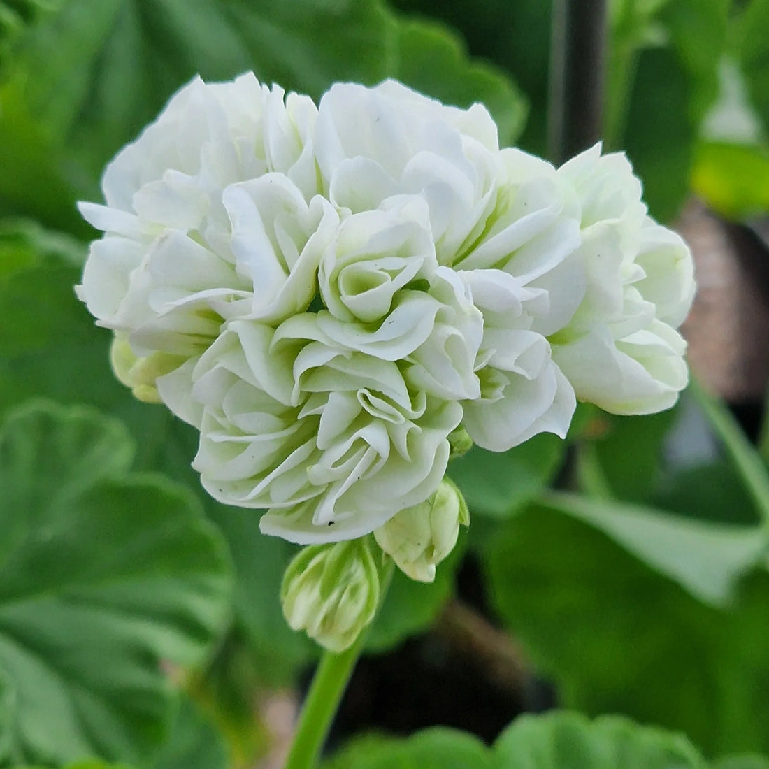 Light Green flower seeds