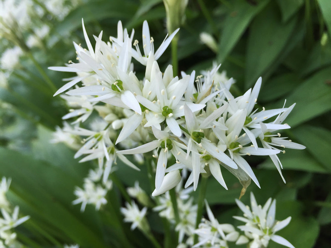 Ramsons flower seeds