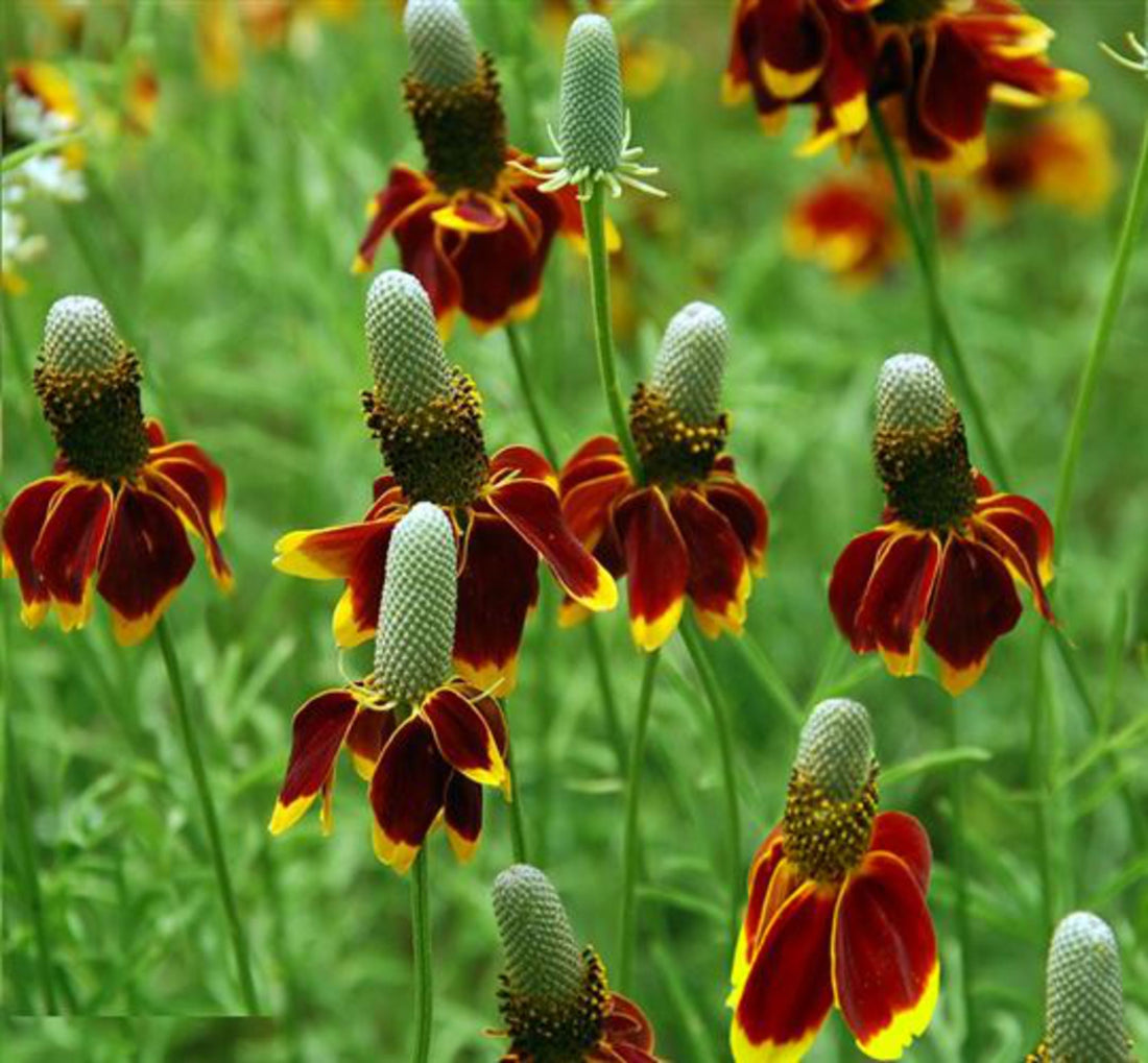 Ratibida flower seeds
