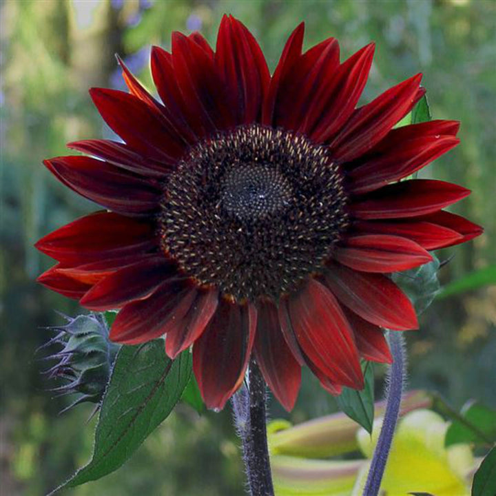 Red Moulin flower seeds