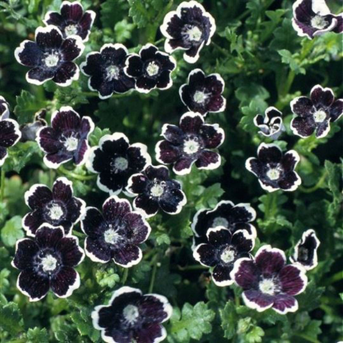 Black Menziesii flower seeds