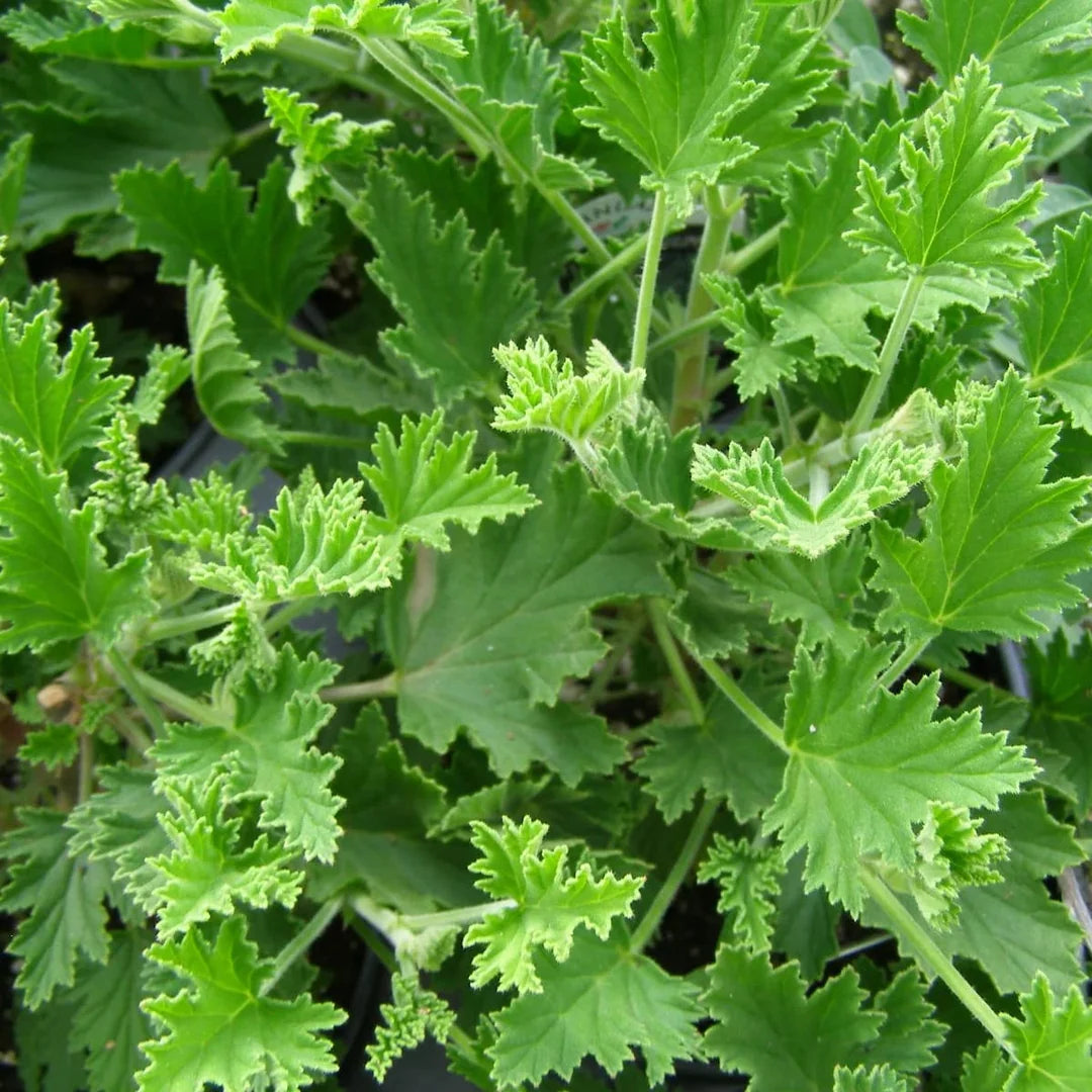Army Green flower seeds