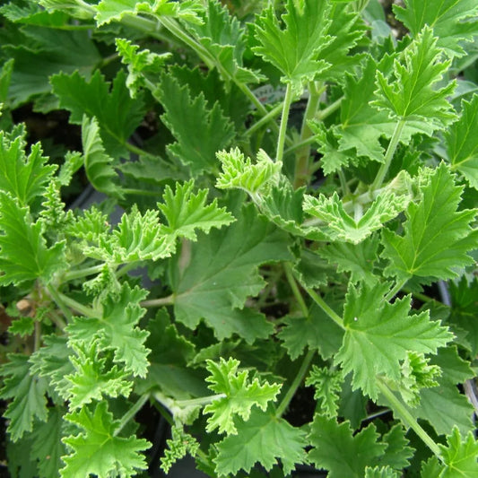 Army Green flower seeds