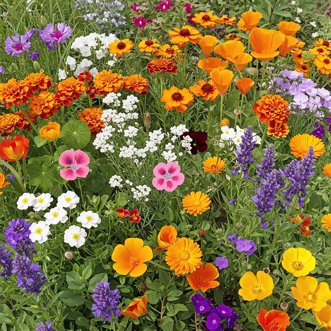 Perennial flower seeds