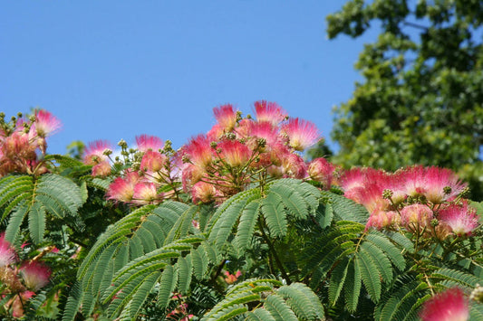 Albizia Julibrissin flower seeds