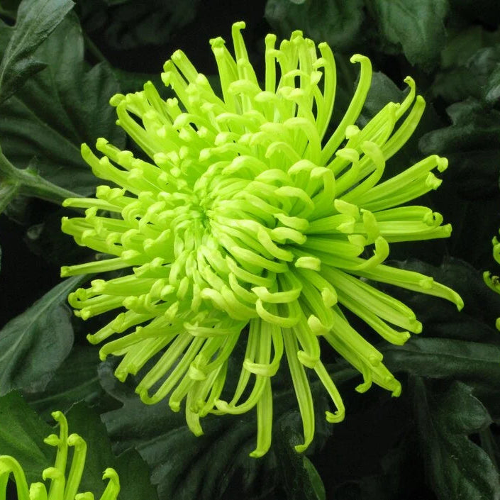 Green Chrysanthemum flower seeds
