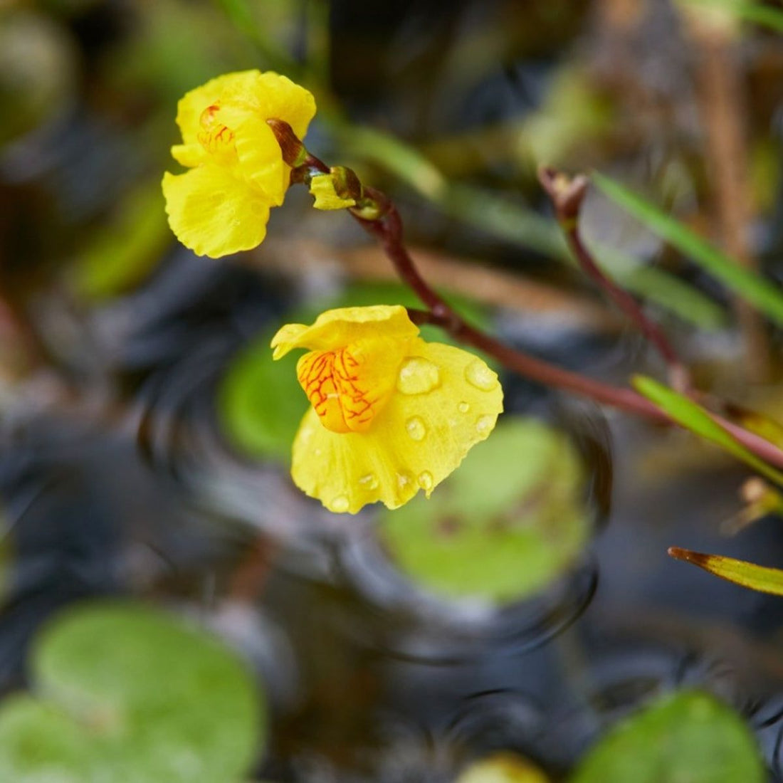 Bladderwort flower seeds