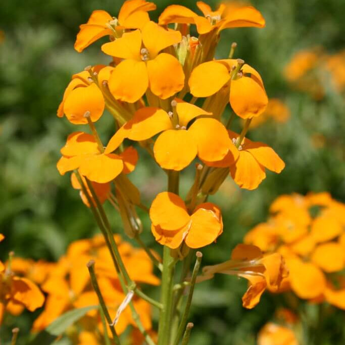 Orange Siberian Wallflower plant