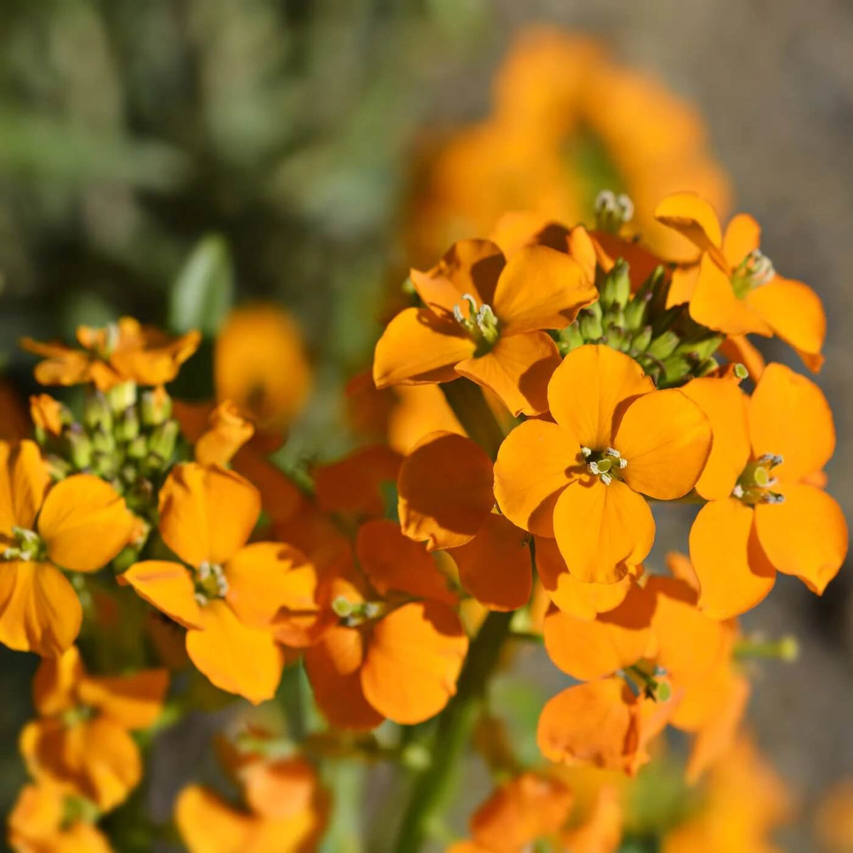 Orange Siberian Wallflower plant