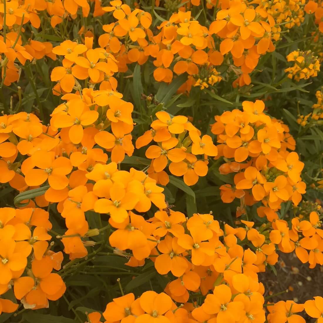 Orange Siberian Wallflower plant