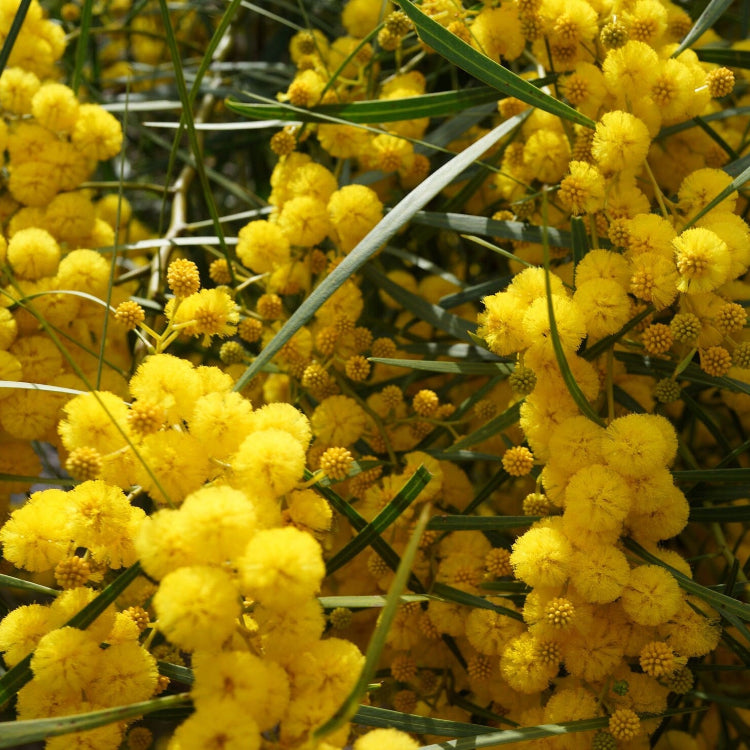 Baileyana Wattle plant