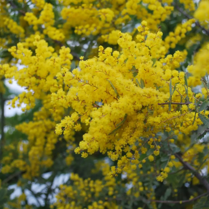Baileyana Wattle plant