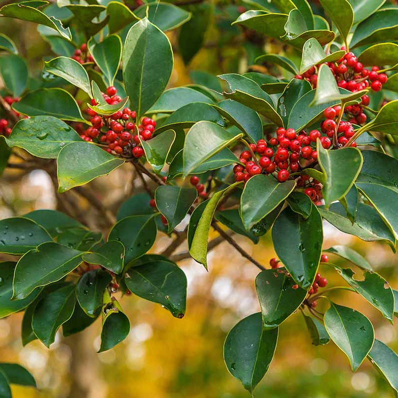 Weeping Yaupon Holly plant