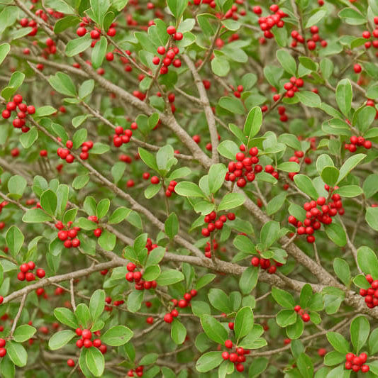 Weeping Yaupon Holly plant