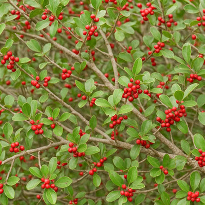 Weeping Yaupon Holly plant