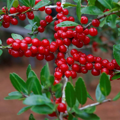 Weeping Yaupon Holly plant