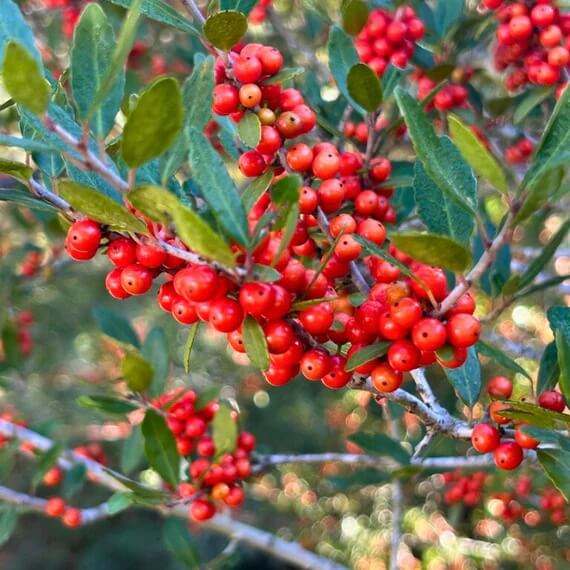 Weeping Yaupon Holly plant