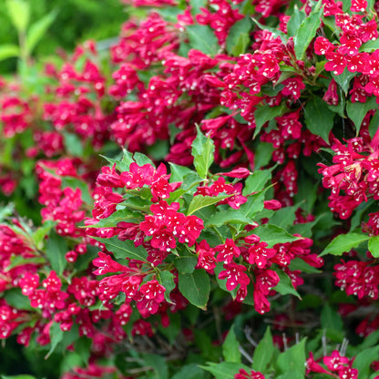 Weigela flower seeds