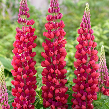 Red Lupine flower seeds
