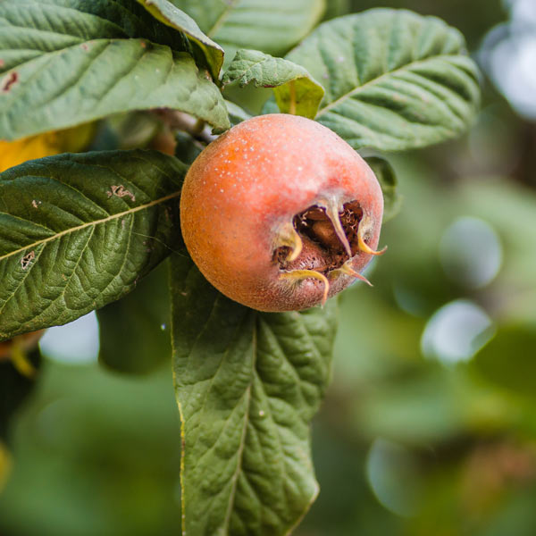 brown medlar seeds