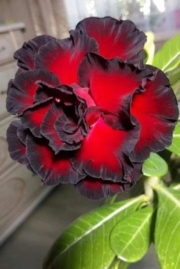 Red Black flower seeds