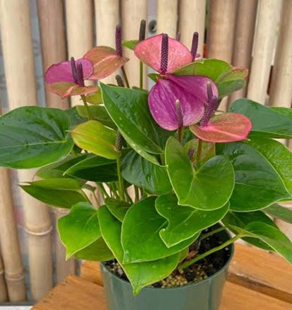 Violet Anthurium flower seeds