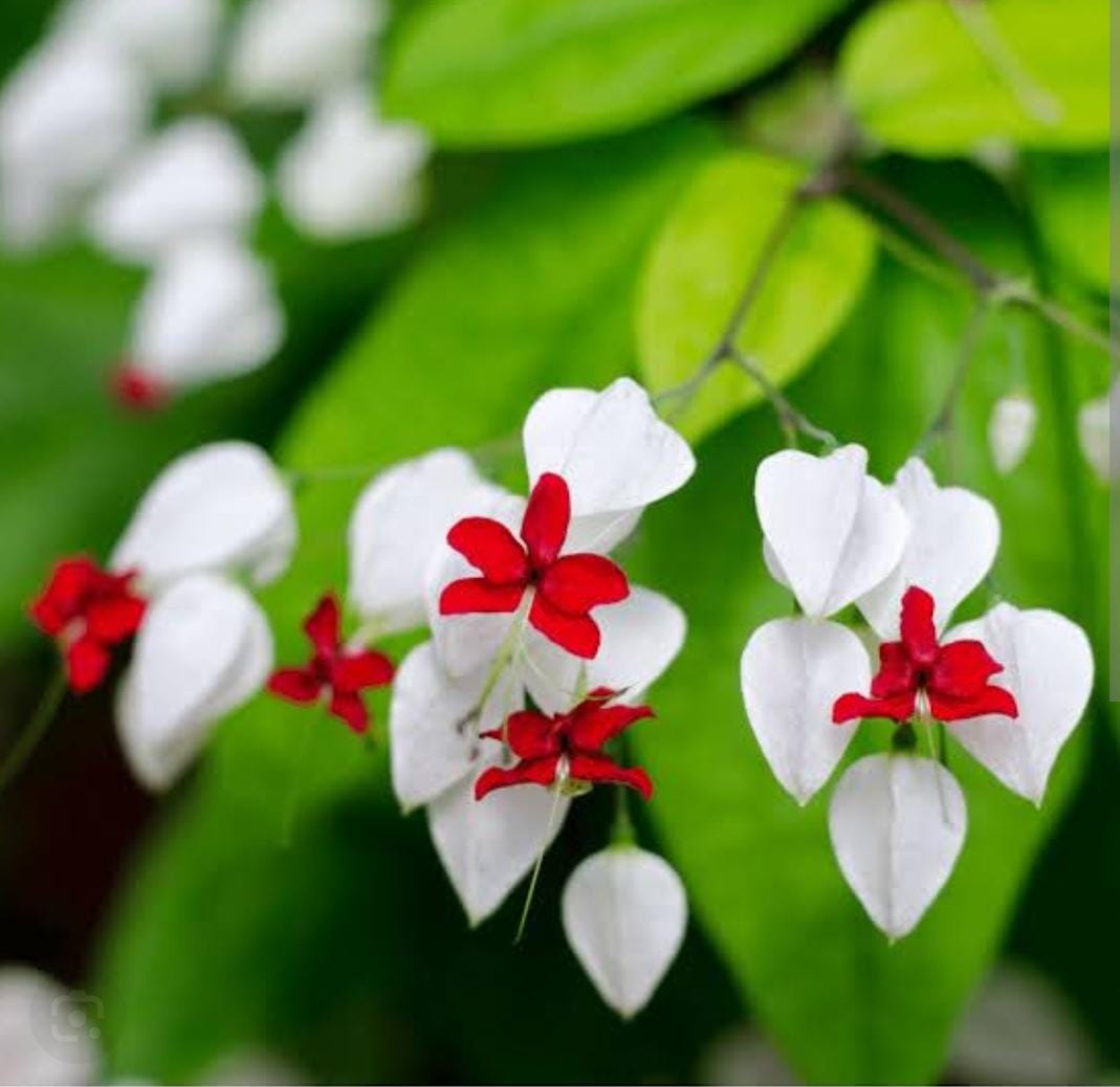 Clerodendrum Thomsonae flower seeds