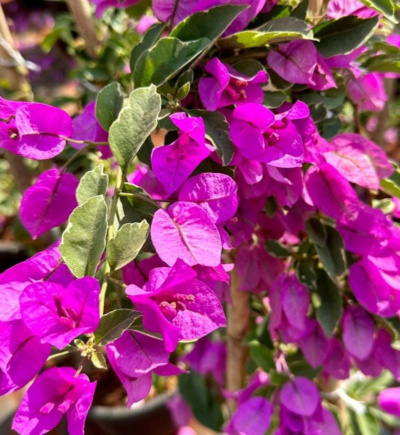 Bougainvillea Flower Seeds for Planting – Heirloom Non-GMO Garden Seeds