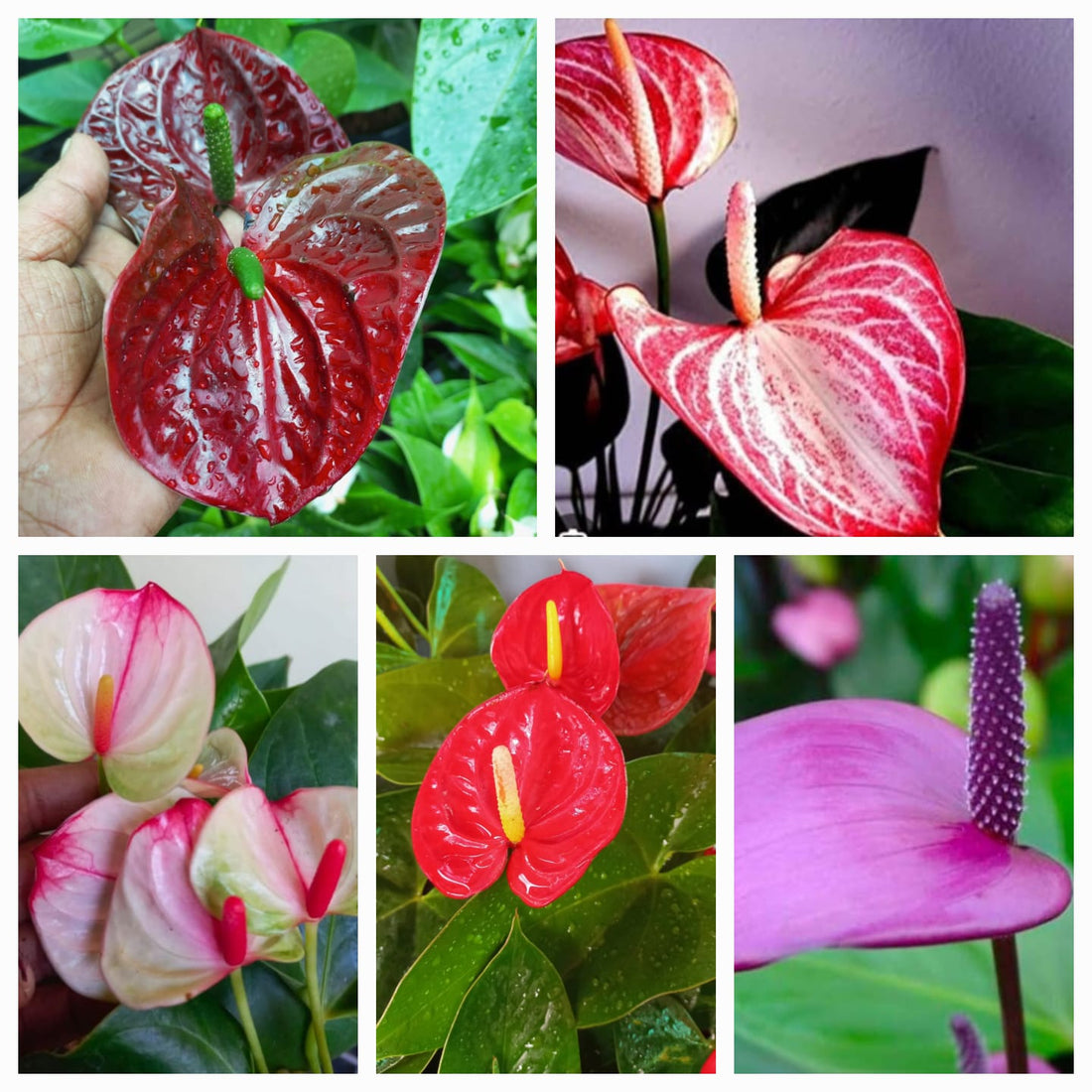 Anthurium Andraeanum flower seeds