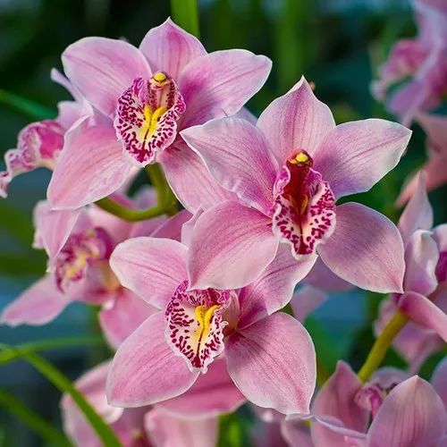 Cymbidium flower seeds