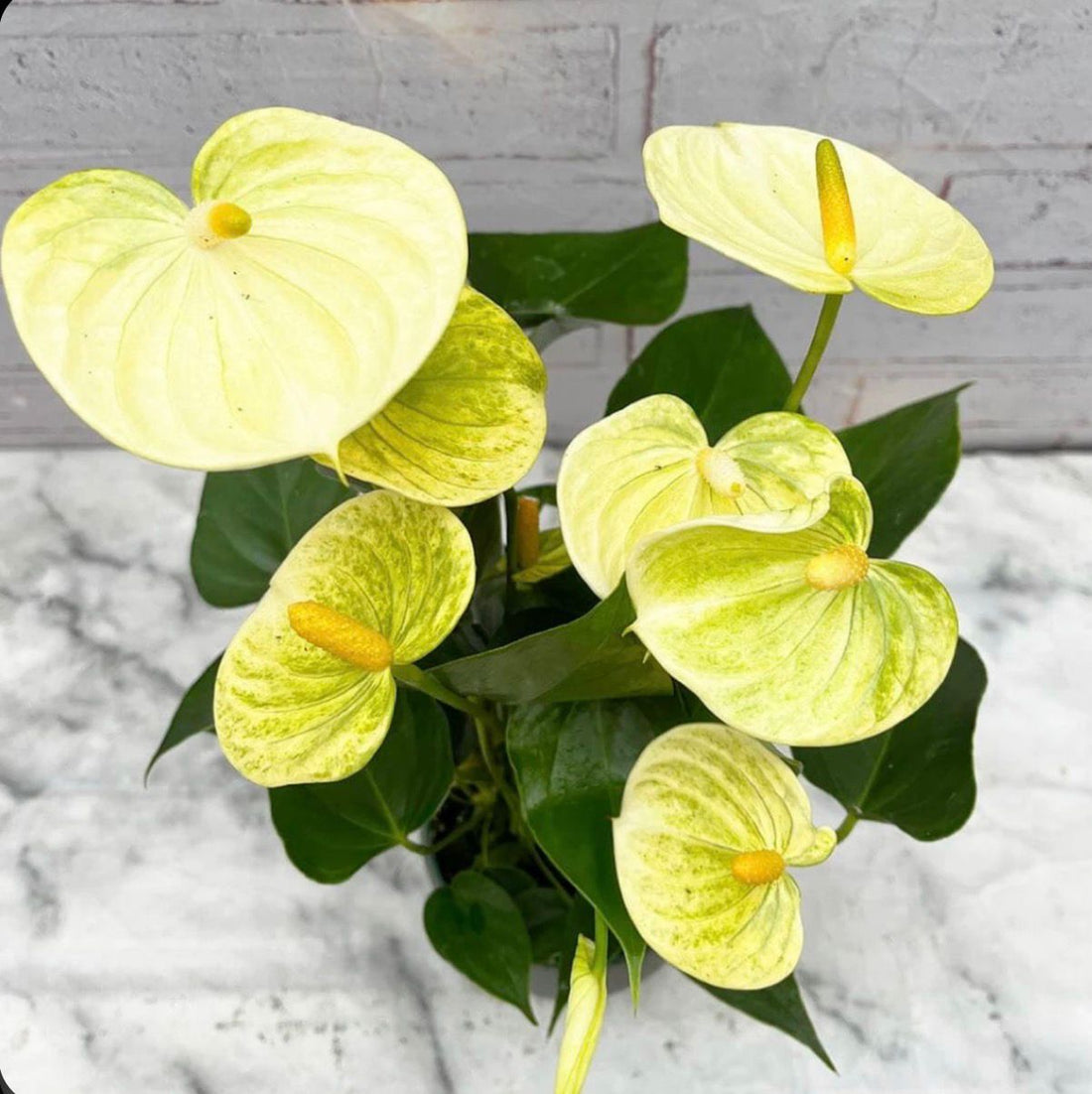 Yellow Anthurium flower seeds