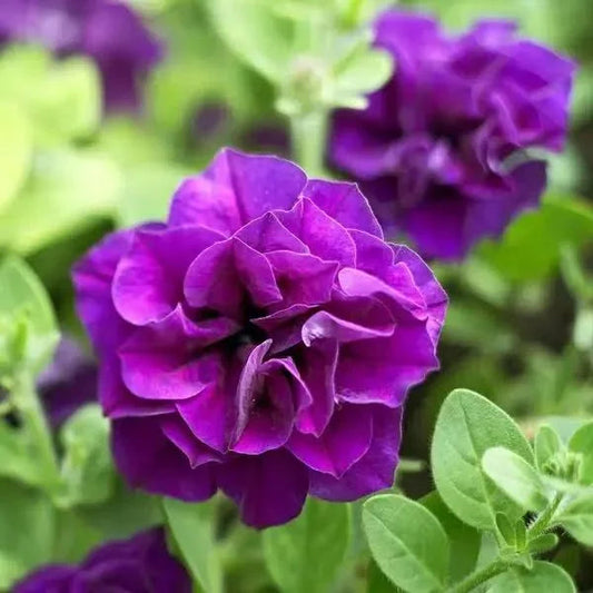 Double Violet flower seeds