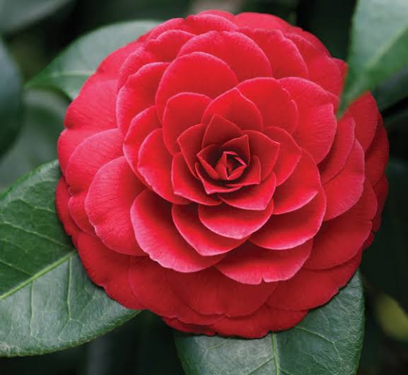 wildflower Camellia Japonica plant