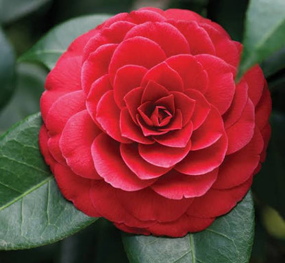 wildflower Camellia Japonica plant