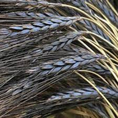 Black Wheat plant