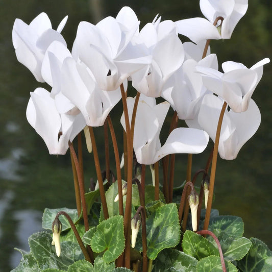 White Cyclamen flower seeds
