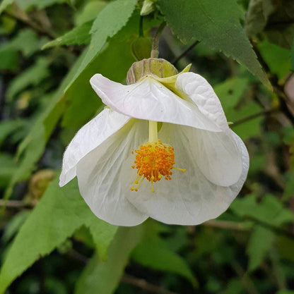 White Abutilon flower seeds