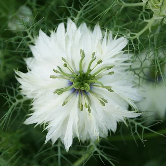White Nigella flower seeds