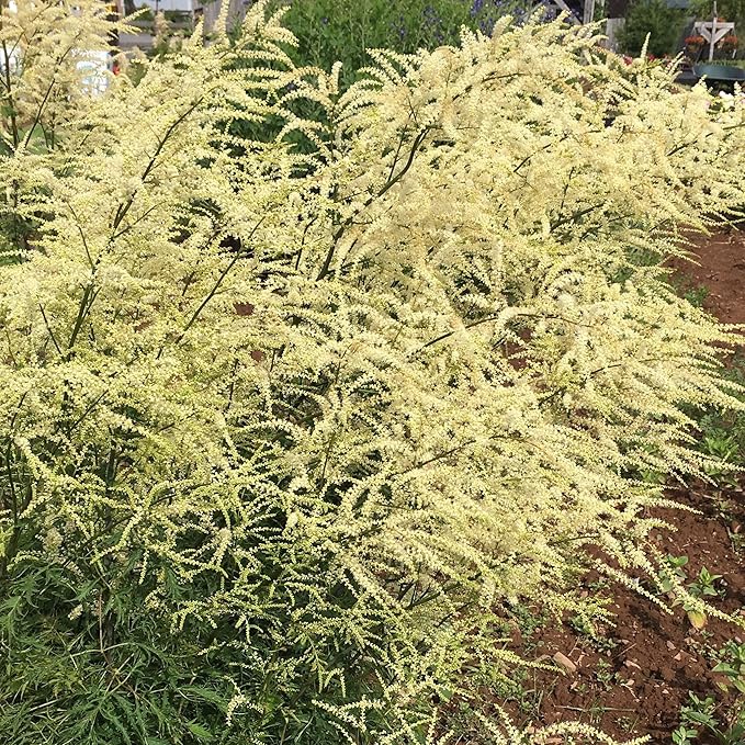 White Aruncus flower seeds
