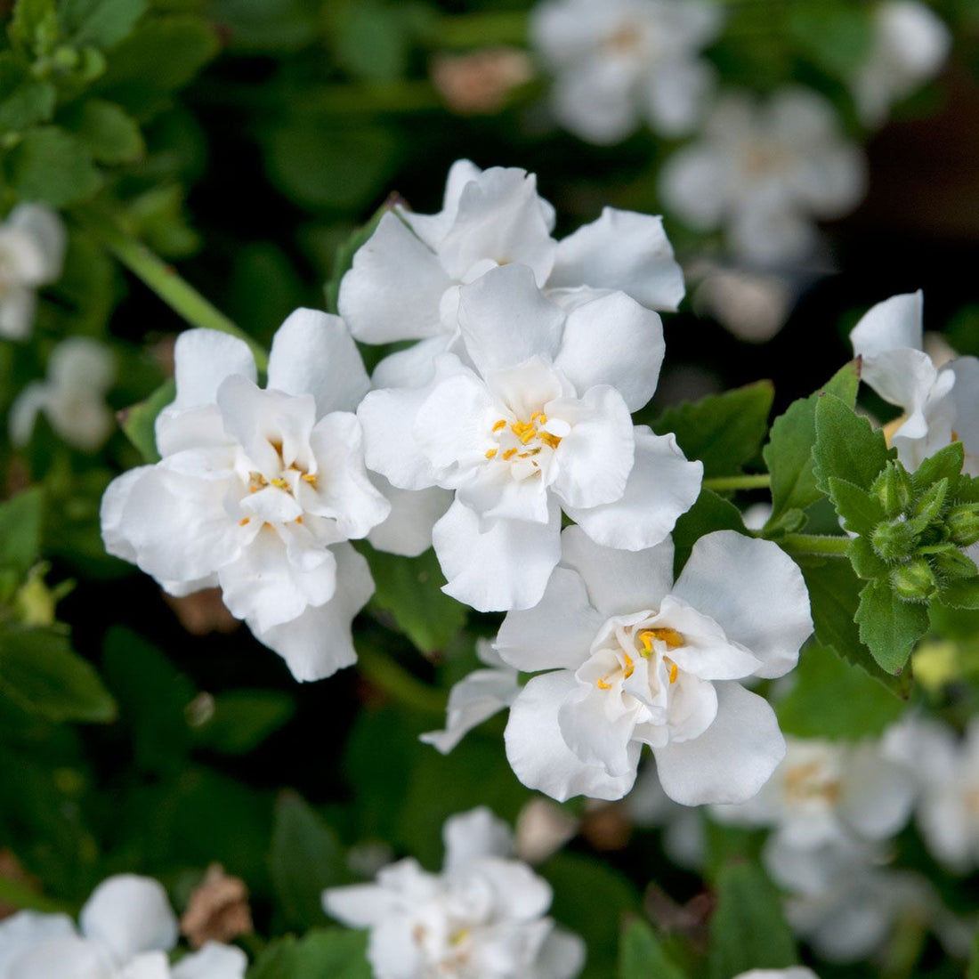 White Bacopa flower seeds