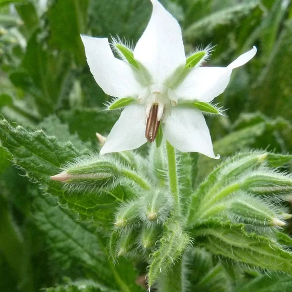 White Borage flower seeds