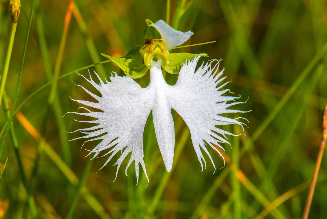 White Egret flower seeds
