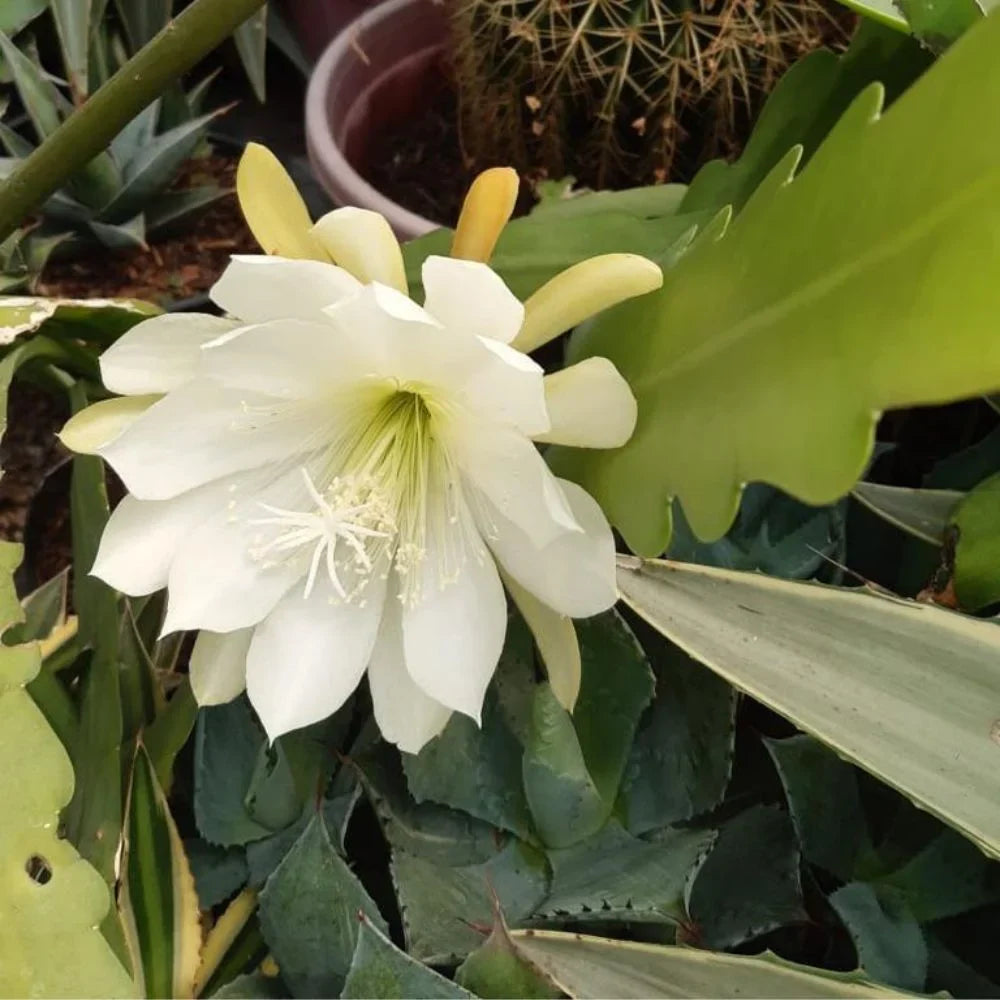 White Epiphyllum flower seeds