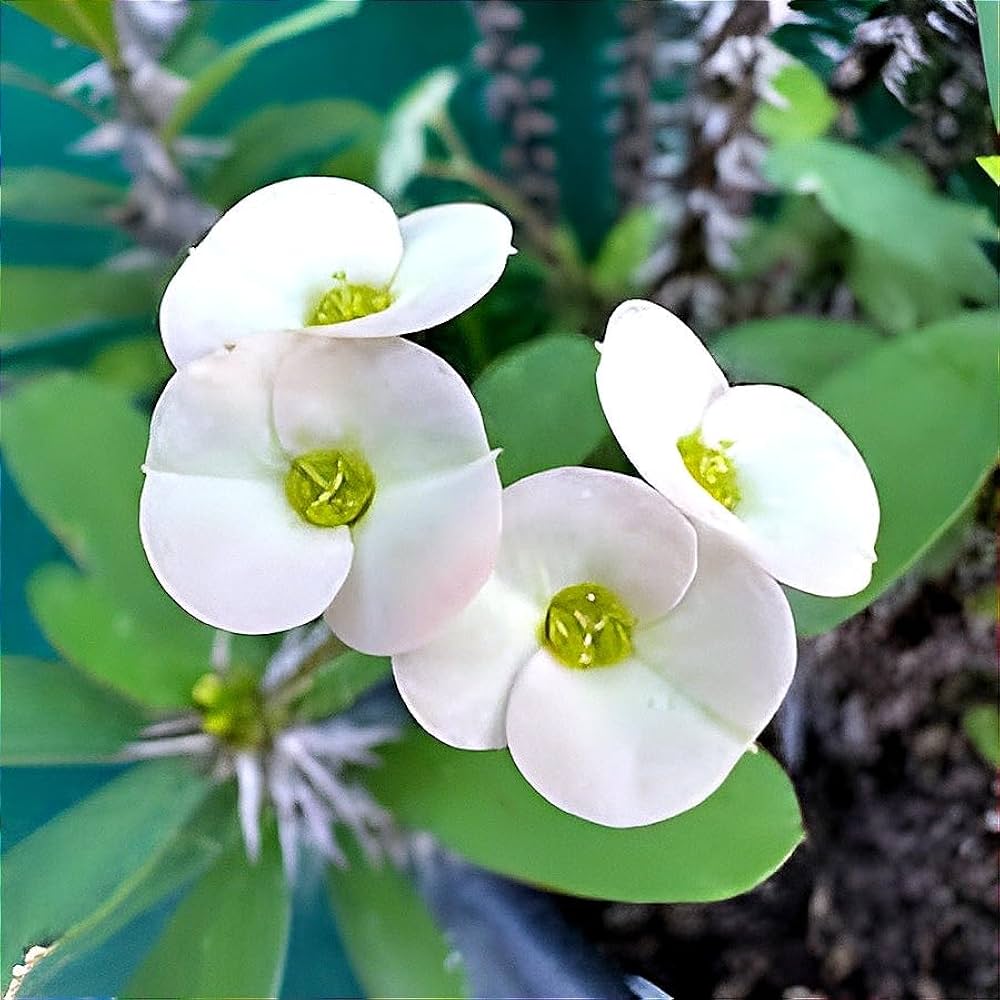 White Euphorbia flower seeds