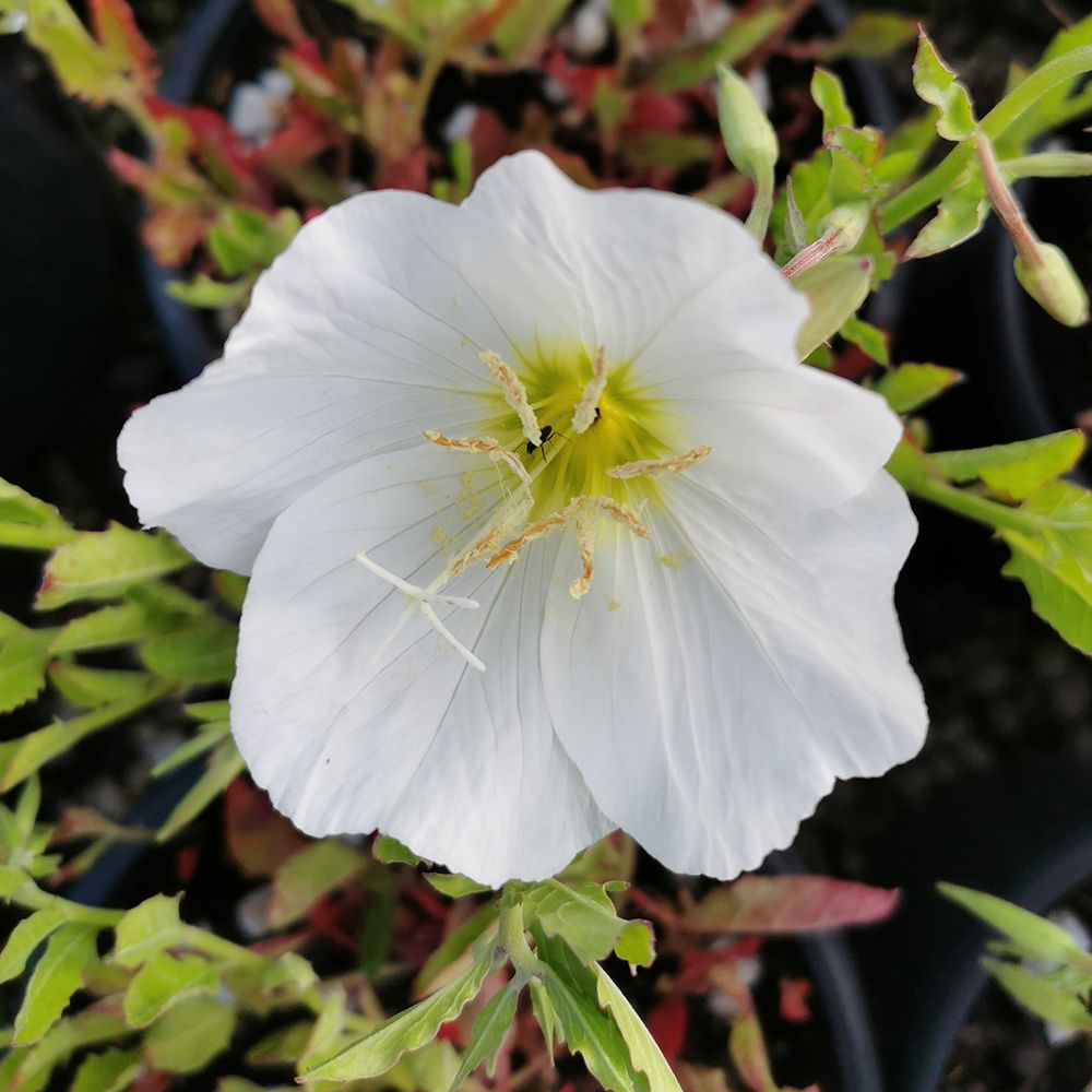 White Evening flower seeds