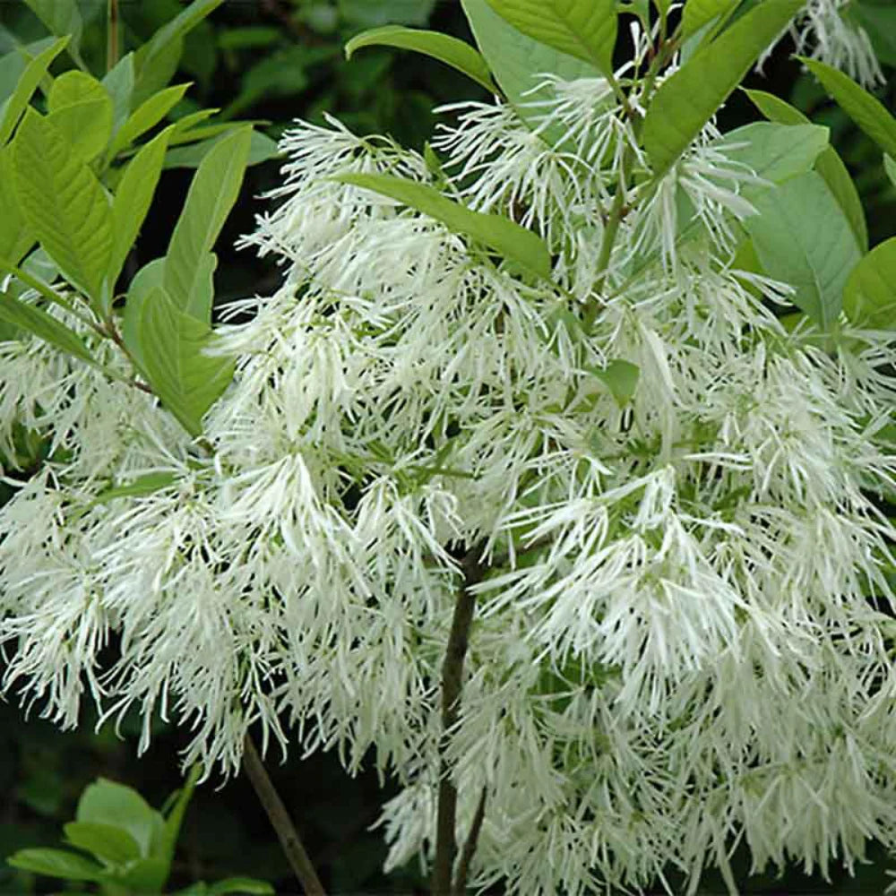 Fringe flower seeds